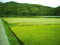 鷹泊田園風景